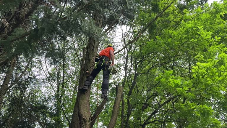 Best Utility Line Clearance  in Hermosa Beach, CA